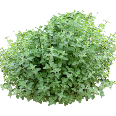 现代2d花草植物组件免费su模型(1)