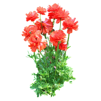 现代2d花草植物组件免费su模型(1)