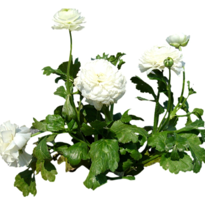 现代2d花草植物组件免费su模型(1)