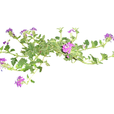 现代2d花草植物组件免费su模型(1)