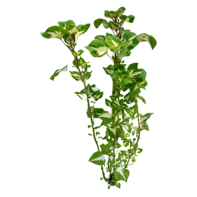 现代2d花草植物组件免费su模型(1)