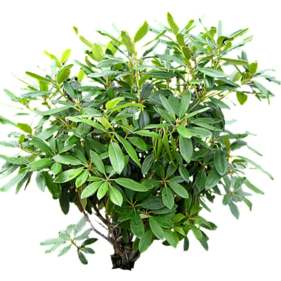 现代2d花草植物组件免费su模型(1)