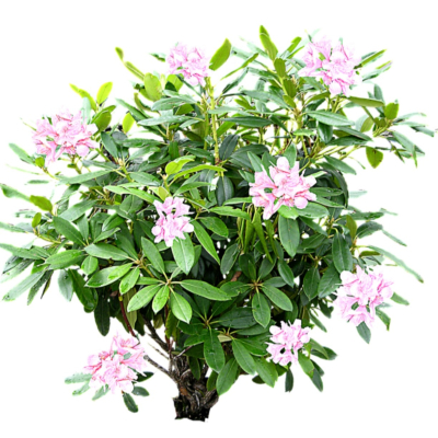 现代2d花草植物组件免费su模型(1)