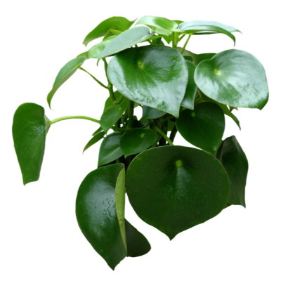 现代2d花草植物组件免费su模型(1)
