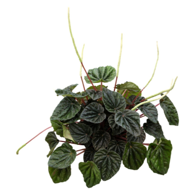现代2d花草植物组件免费su模型(1)