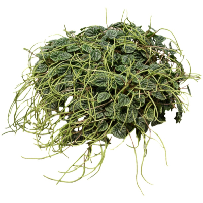 现代2d花草植物组件免费su模型(1)