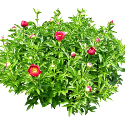 现代2d花草植物组件免费su模型(1)