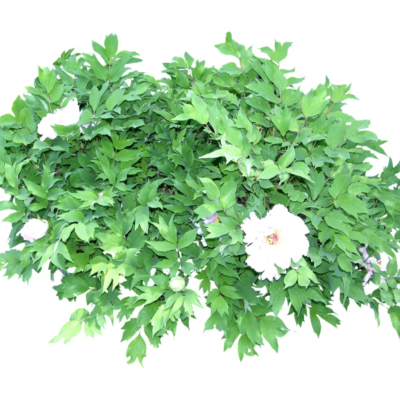 现代2d花草植物组件免费su模型(1)