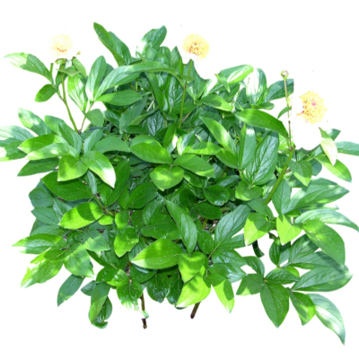 现代2d花草植物组件免费su模型(1)