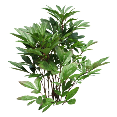 现代2d花草植物组件免费su模型(1)