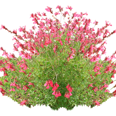 现代2d花草植物组件免费su模型(1)