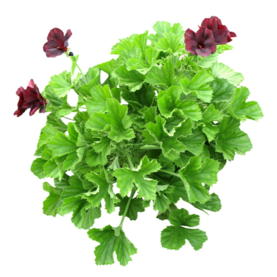 现代2d花草植物组件免费su模型(1)
