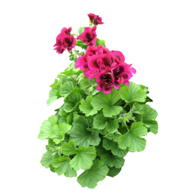 现代2d花草植物组件免费su模型(1)