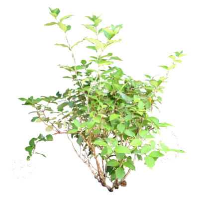 现代2d花草植物组件免费su模型(1)