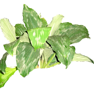 现代2d花草植物组件免费su模型(1)