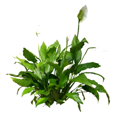 现代2d花草植物组件免费su模型(1)