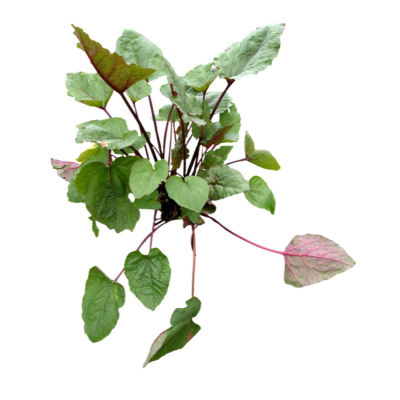 现代2d花草植物组件免费su模型(1)