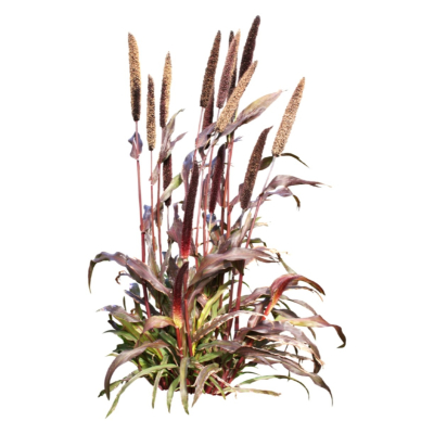 现代2d花草植物组件免费su模型(1)