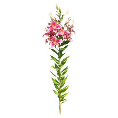 现代2d花草植物组件免费su模型(1)