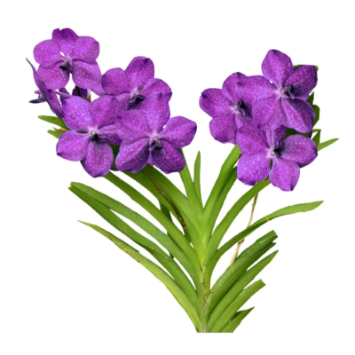 现代2d花草植物组件免费su模型(1)