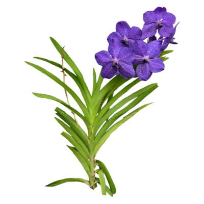 现代2d花草植物组件免费su模型(1)