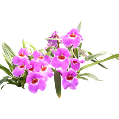 现代2d花草植物组件免费su模型(1)