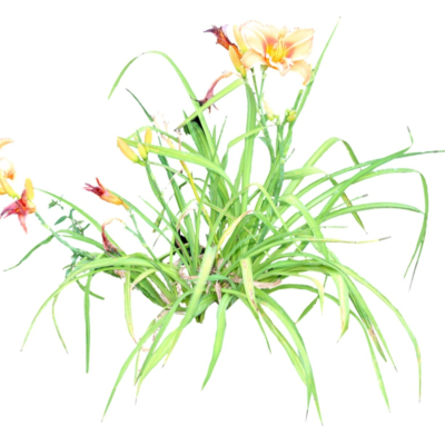 现代2d花草植物组件免费su模型(1)