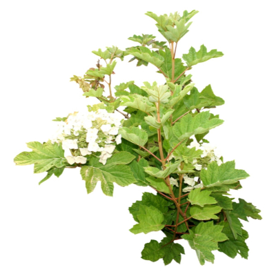 现代2d花草植物组件免费su模型(1)
