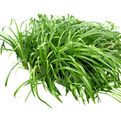 现代2d花草植物组件免费su模型(1)