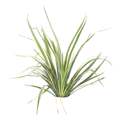 现代2d花草植物组件免费su模型(1)