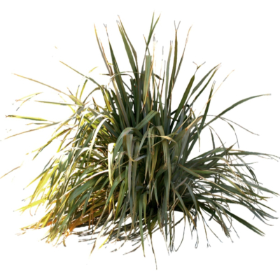 现代2d花草植物组件免费su模型(1)