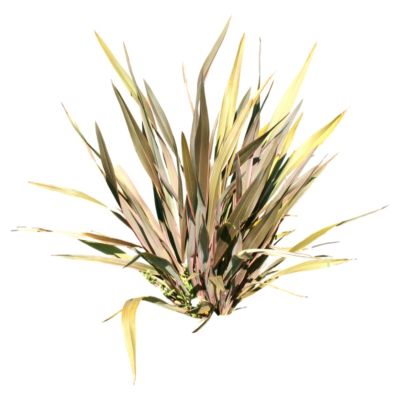 现代2d花草植物组件免费su模型(1)