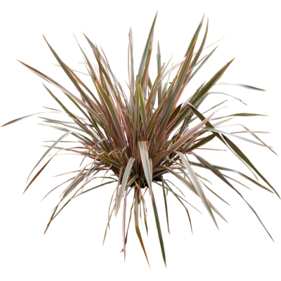 现代2d花草植物组件免费su模型(1)
