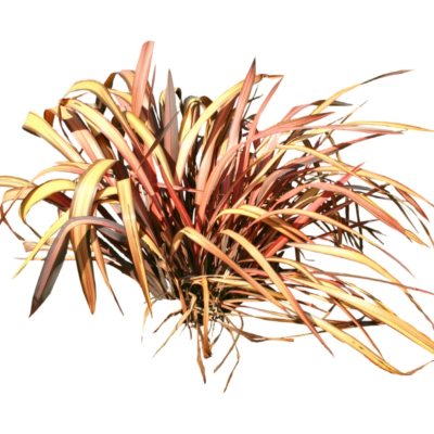 现代2d花草植物组件免费su模型(1)