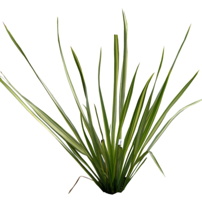 现代2d花草植物组件免费su模型(1)