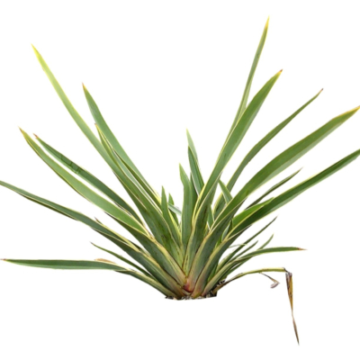 现代2d花草植物组件免费su模型(1)