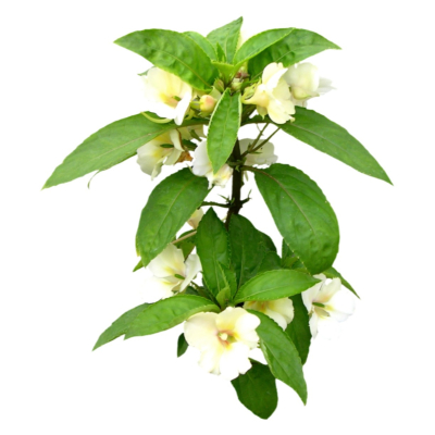 现代2d花草植物组件免费su模型(1)