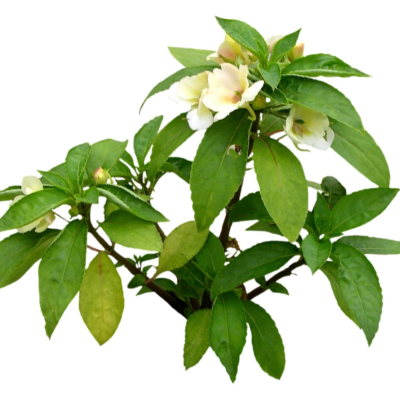 现代2d花草植物组件免费su模型(1)