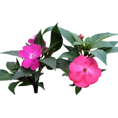 现代2d花草植物组件免费su模型(1)