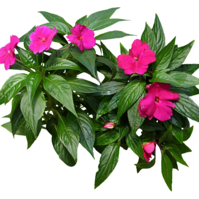 现代2d花草植物组件免费su模型(1)