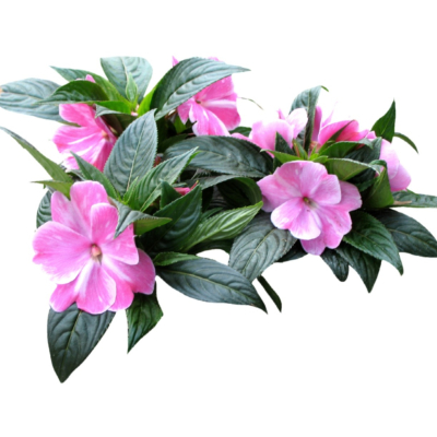 现代2d花草植物组件免费su模型(1)