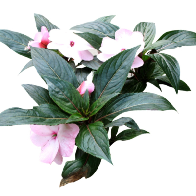 现代2d花草植物组件免费su模型(1)