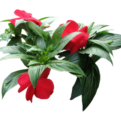 现代2d花草植物组件免费su模型(1)