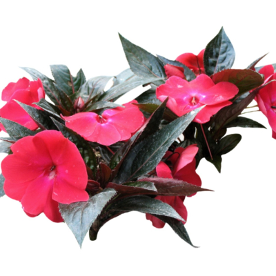 现代2d花草植物组件免费su模型(1)