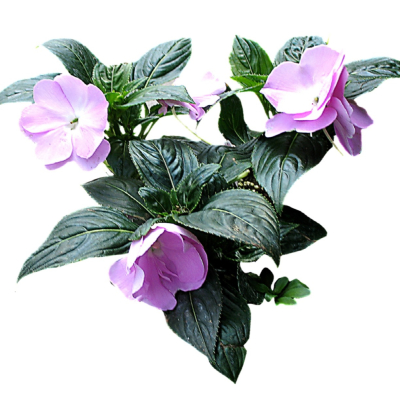 现代2d花草植物组件免费su模型(1)