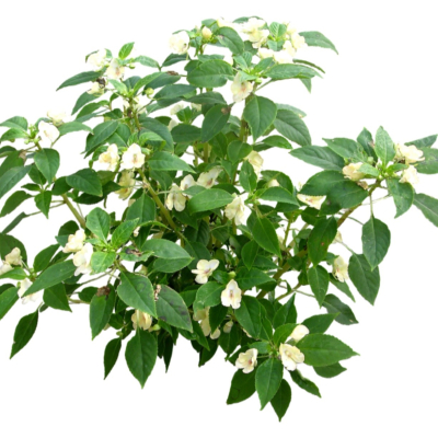 现代2d花草植物组件免费su模型(1)