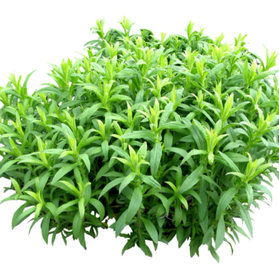 现代2d花草植物组件免费su模型(1)