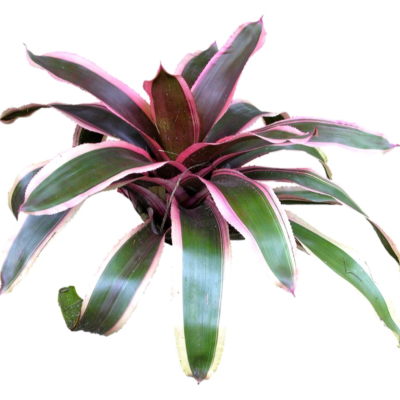 现代2d花草植物组件免费su模型(1)