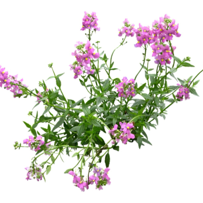 现代2d花草植物组件免费su模型(1)