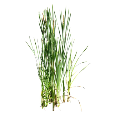 现代2d花草植物组件免费su模型(1)